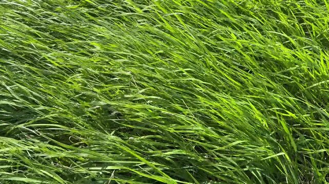 The sharp leaves of the sedge sway from the gusts of wind. summer grass background