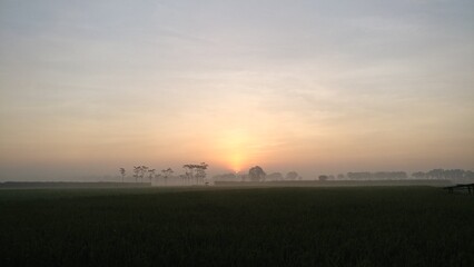 Atmospheric sunrise over misty rice fields in Ngoro, East Java, with golden light and silhouetted trees evoking calm, freshness, and the quiet start of a new day in the countryside