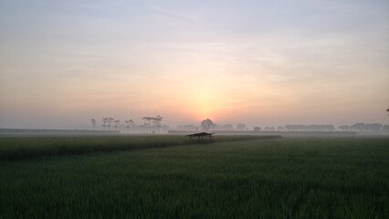 Wide-angle sunrise over dewy rice fields in Ngoro, East Java, with a small hut, soft mist, and golden light capturing the peaceful start of rural life in a tranquil agricultural setting