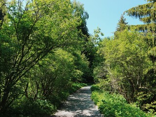 Path in the forest