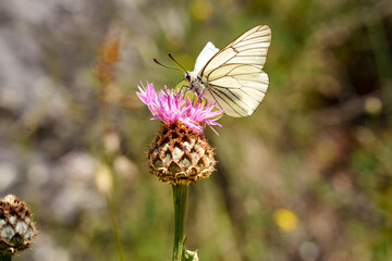 Black-veined white Butterfly (Aporia crataegi) on the flower head of a pink Centaurea ammocyanus. Close-up 
