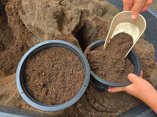 Scoop the soil mixed with nutrients and put it in a black pot to prepare for planting trees. Mix the soil with coconut husks, fertilizer, rice husks, compost, and 1 part bamboo leaves. Mix and stir
