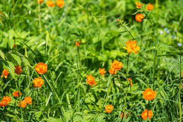Bright Orange Trollius Flowers Blooming in Lush Green Grass. Vibrant Summer Meadow Scene Capturing Natural Beauty and Growth.