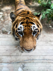 Close-Up of Bengal Tiger Looking Through Glass at Zoo