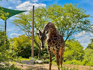 Giraffe in Outdoor Zoo Enclosure Under Bright Blue Sky