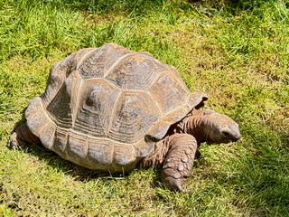 Giant Tortoise Resting on Grass in Zoo Habitat