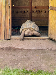 Giant Tortoises in Zoo Habitat – Grazing and Resting in Shelter