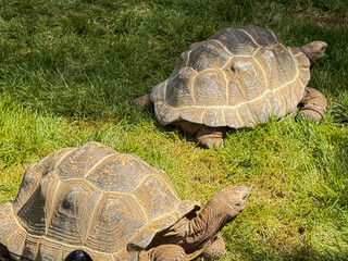 Giant Tortoises Grazing on Grass in Zoo Enclosure