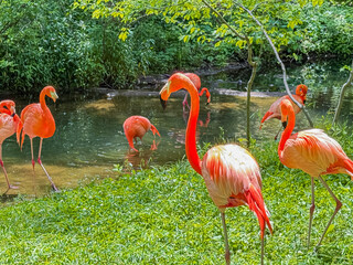 Group of Flamingos in a Lush Zoo Habitat Near Water