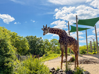 Giraffe in Outdoor Zoo Enclosure Under Bright Blue Sky