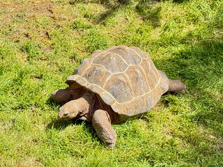 Giant Tortoise Resting on Grass in Zoo Habitat