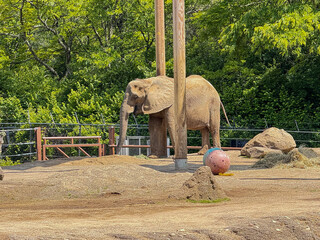 African Elephant in Naturalistic Zoo Habitat with Water Reflection