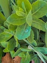 Water Droplet on Green Leaf in Spring Garden
