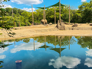 African Elephant in Naturalistic Zoo Habitat with Water Reflection