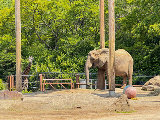 African Elephant and Giraffe in Naturalistic Zoo Habitat