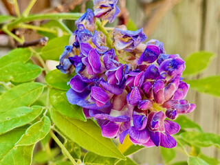 Purple Wisteria Flower Cluster with Green Leaves