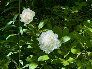 White Peony Flowers Blooming in Sunlit Garden