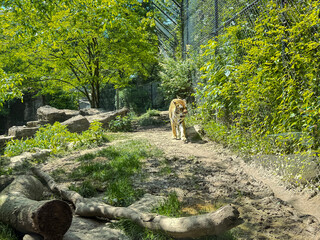 Lion Walking in Naturalistic Zoo Enclosure