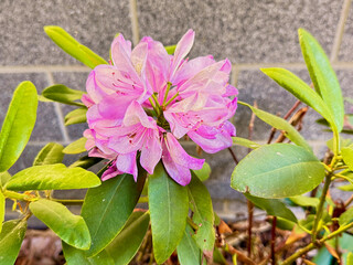Pink Rhododendron Flower in Urban Garden
