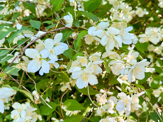 Blooming Mock Orange (Philadelphus) with White Flowers in Summer Garden