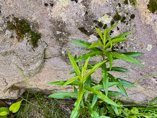 Young Green Plant Growing by Mossy Rock Wall