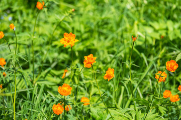 Orange Trollius Flowers Blooming in Green Meadow on a Sunny Spring Day.