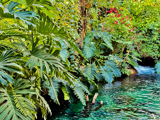Lush Tropical Plants by Clear Water Stream