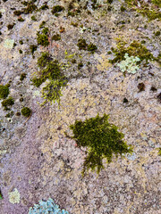 Moss and Lichen Growing on Weathered Rock Surface
