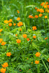 Bright Orange Globe Flowers Blooming in a Lush Green Meadow.