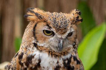 Closeup's face of EURASIAN EAGLE OWL and focus on the right eye.