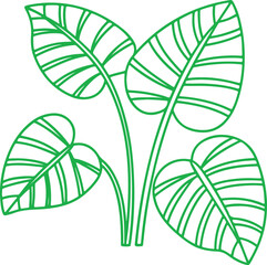 Calathea Plant Leaf Vector with Bold Striped Pattern for Indoor Garden and Foliage Design