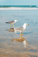 Seagulls on a coastal beach