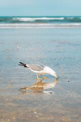 Seagulls on a coastal beach