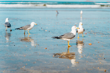 Seagulls on a coastal beach
