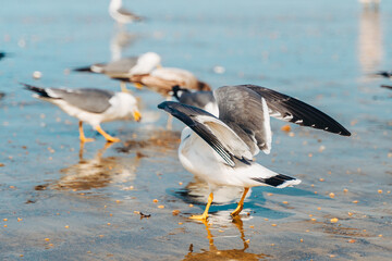 Seagulls on a coastal beach