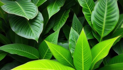 Obraz premium Lush Green Tropical Leaves Background Texture
