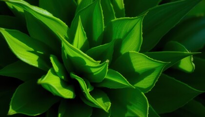 Obraz premium Lush Green Plant Leaves Close-Up Vibrant Nature Photography