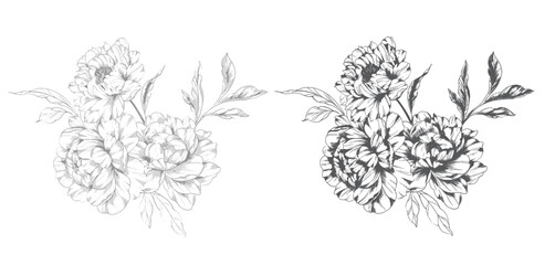 Peony Line Drawing. Trendy floral peony bouquets sketch. Botanical Line Art Peony Collection. Hand drawn line art peony flowers.  Black and white peony