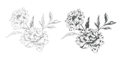 Peony Line Drawing. Trendy floral peony bouquets sketch. Botanical Line Art Peony Collection. Hand drawn line art peony flowers.  Black and white peony