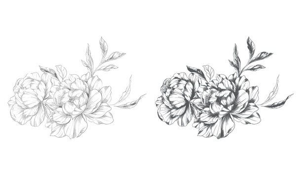 Peony Line Drawing. Trendy floral peony bouquets sketch. Botanical Line Art Peony Collection. Hand drawn line art peony flowers.  Black and white peony