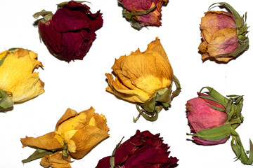 Close Up of Dead Dried Yellow and Red Rose Flower Petals on a White Background