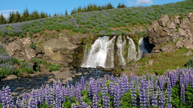 Experience the serene charm of a secluded waterfall cascading over rocky cliffs, enveloped by vibrant fields of purple lupines. This tranquil spot captures Icelands natural beauty perfectly.