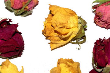 Close Up of Dead Dried Yellow and Red Rose Flower Petals on a White Background
