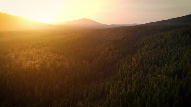 Flying over a mountainside pine forest in Northern California