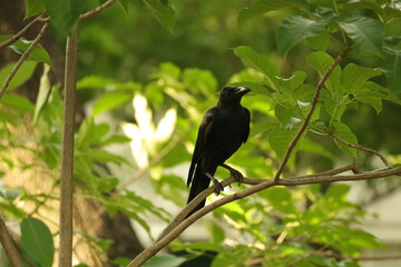 bird on a branch