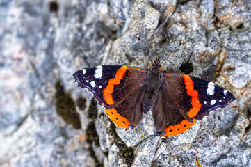 Red Admiral Butterfly on Rock Surface – Vanessa atalanta Close-Up