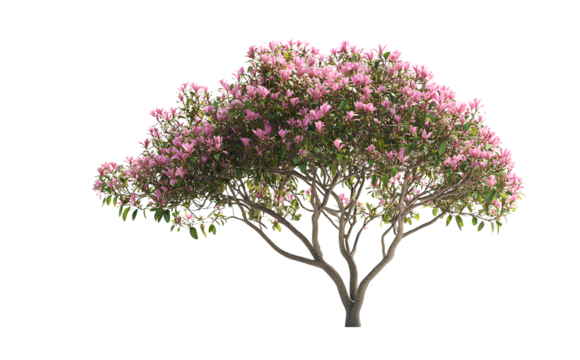 Untitled design - A realistic photo of a frangipani tree, 3D rendering with a transparent background (2) - Powered by Adobe
