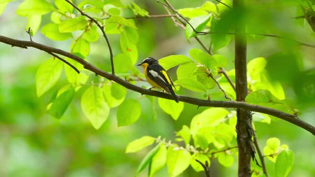 Male Yellow-browed Warbler: Territorial Warning to a Nearby Female