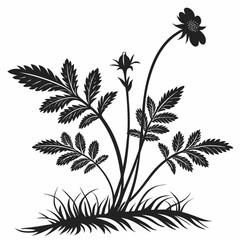 silverweed with leaves