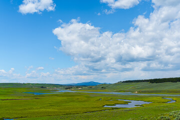 Naklejka premium meadow in yellow stone